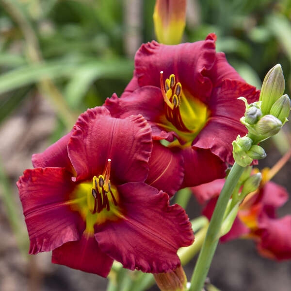Hemerocallis 'Blazing Returns' New 2024